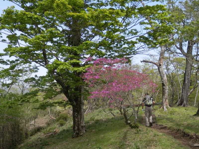 ブナを引き立てるトウゴクミツバツツジ