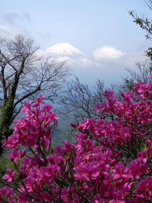 目の醒めるようなトウゴクミツバツツジ