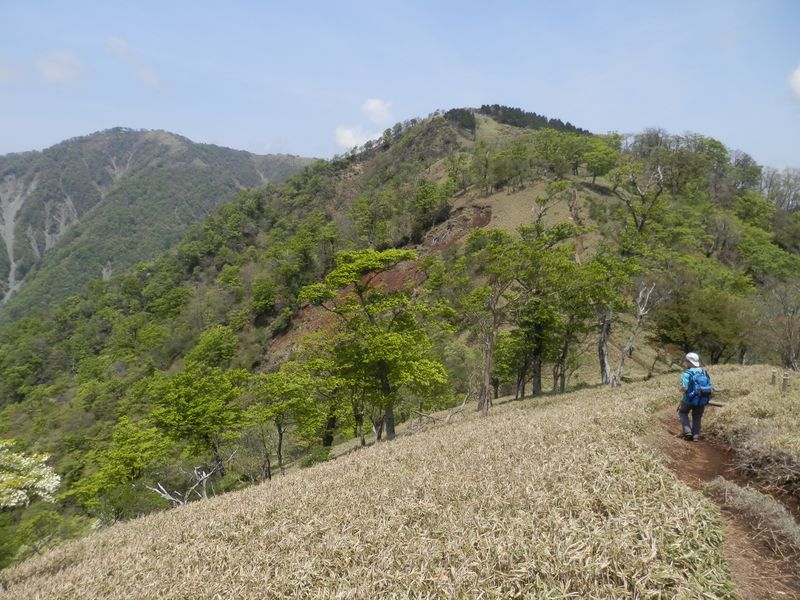 シロヤシオを見ながら丹沢山に向かう