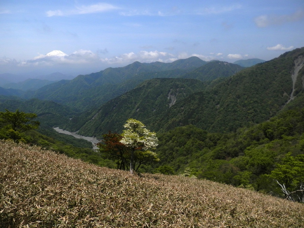 富士山と檜洞丸と箒杉沢