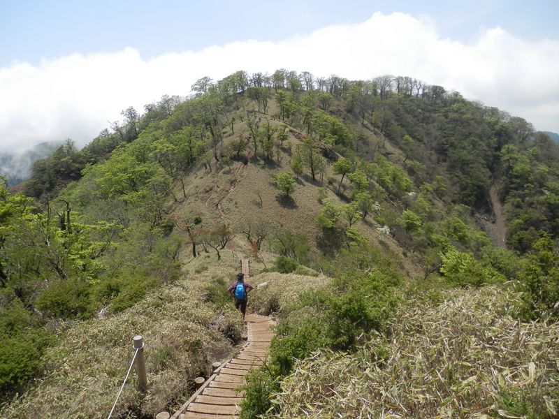日高を振り返る。西面にシロヤシオ