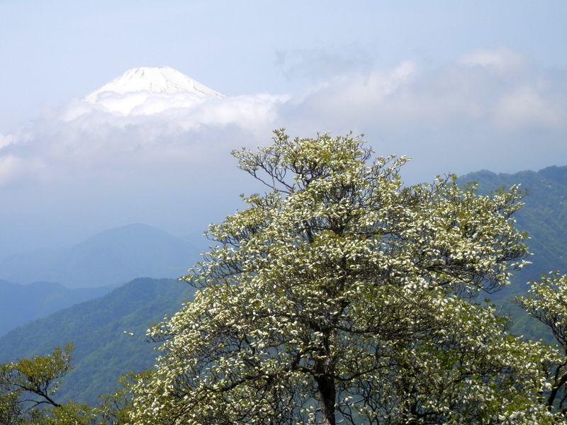 富士山とシロヤシオ