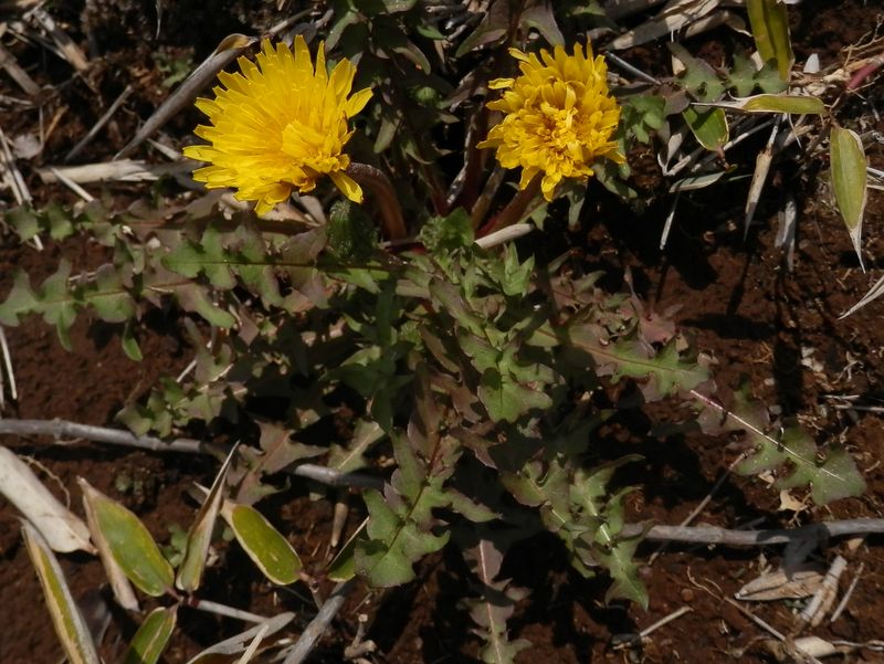 竜ヶ馬場のタンポポ