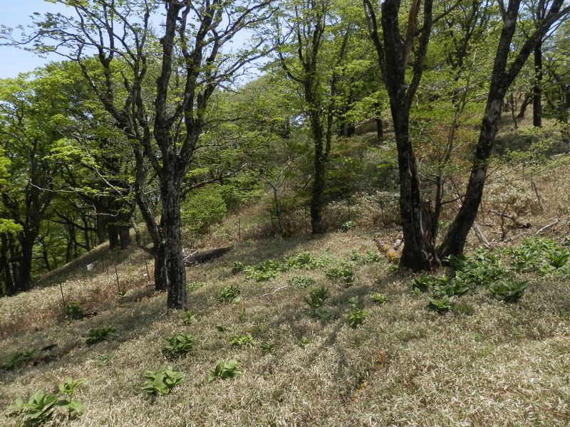 ブナ林とバイケイソウ