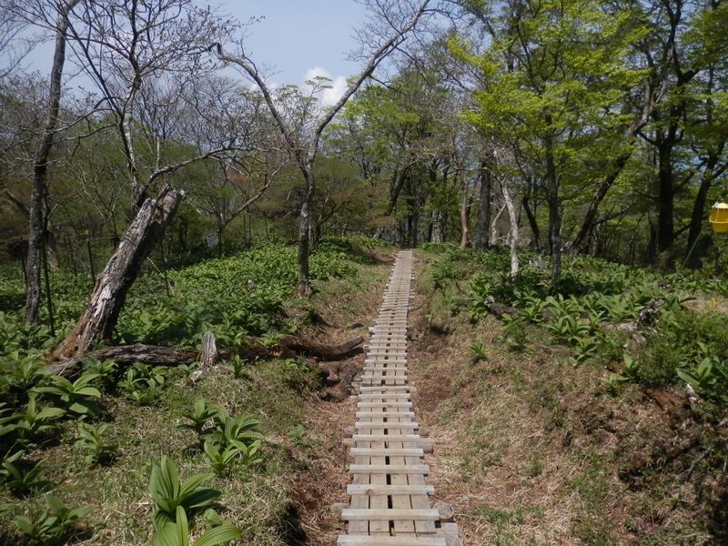 バイケイソウの群落の中の木道