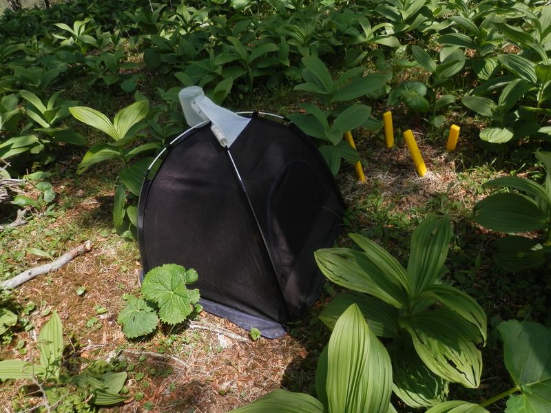 丹沢三峰 -- 虫の調査だろうか