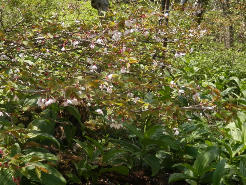マメザクラの咲き残りとバイケイソウ