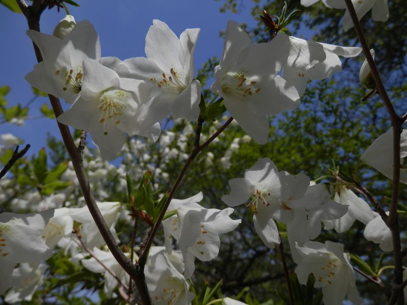 比較的よく開いたシロヤシオの花