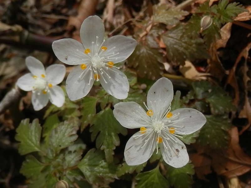 ツルシロカネソウ