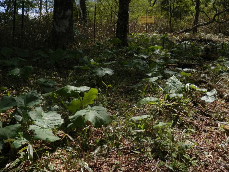 マルバダケブキの群落も