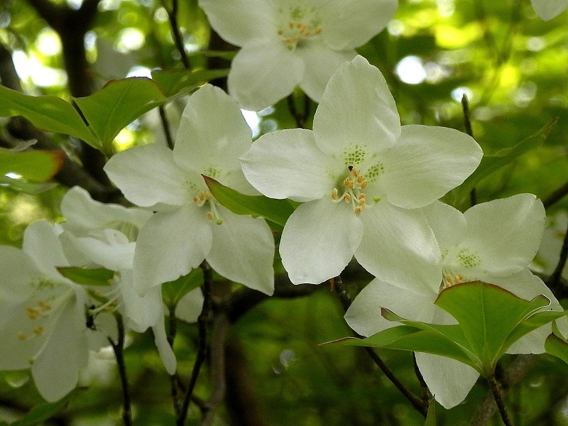 シロヤシオの花には緑色の斑点がある