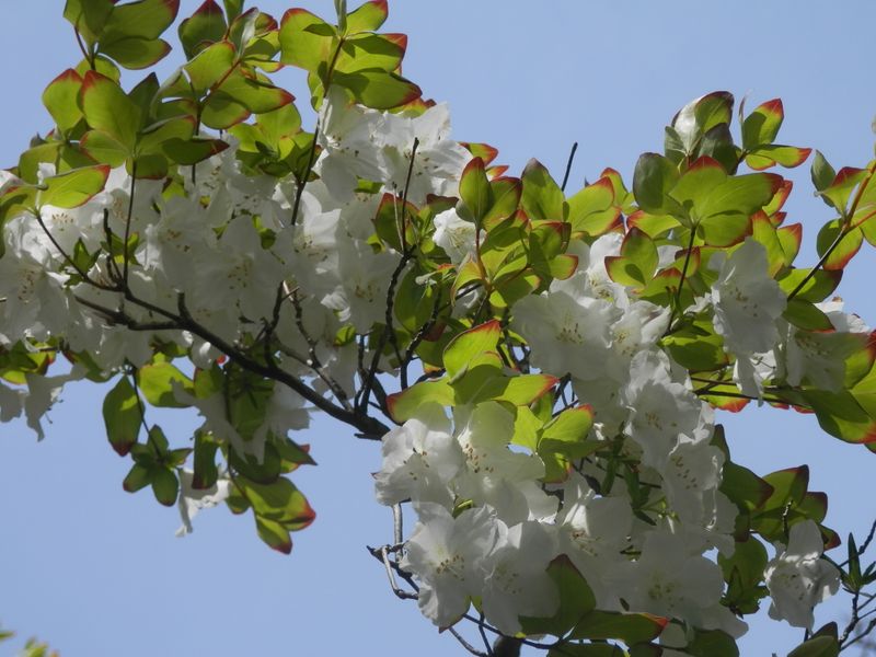 葉も美しいシロヤシオ