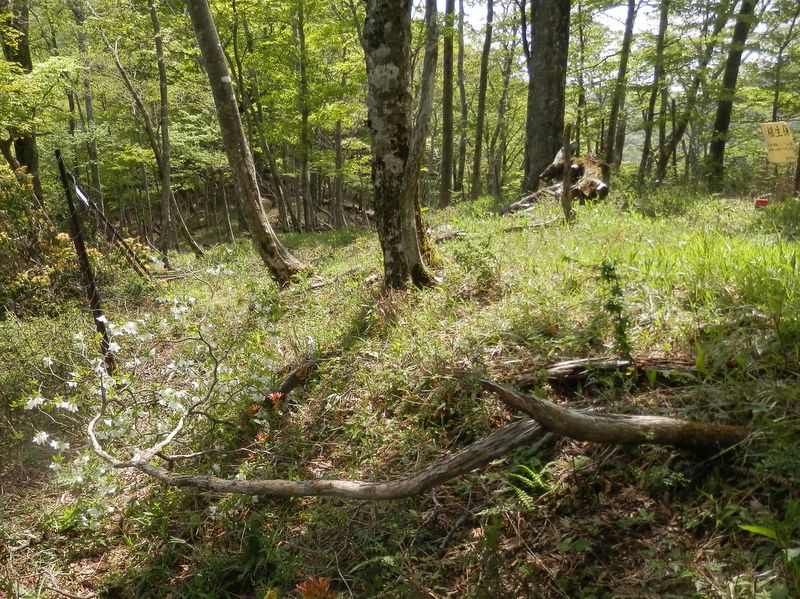 折れて倒れても、命の限りを尽くして咲く