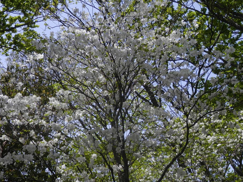 丹沢三峰 -- こんなに咲いて、来年はどうなるのだろうと思った