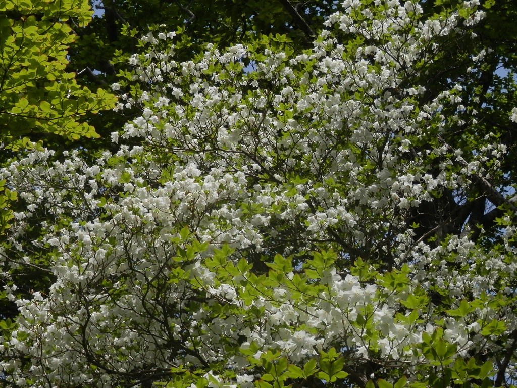 「豪華」とは、こういうのを言うのだ