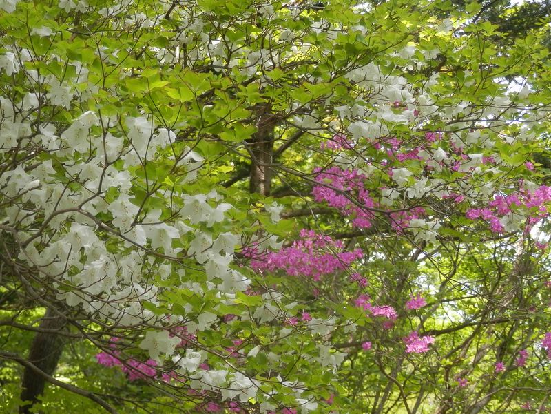 日向では鮮やかに、日陰では淡く