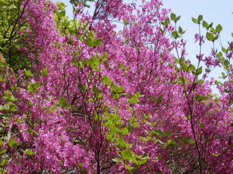 トウゴクミツバツツジのソロ