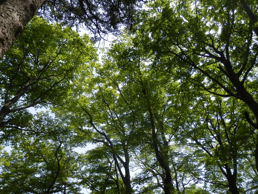 美しいのは花だけではない