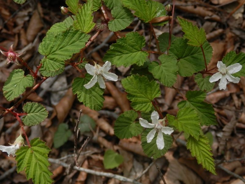 ニガイチゴの実もお楽しみに