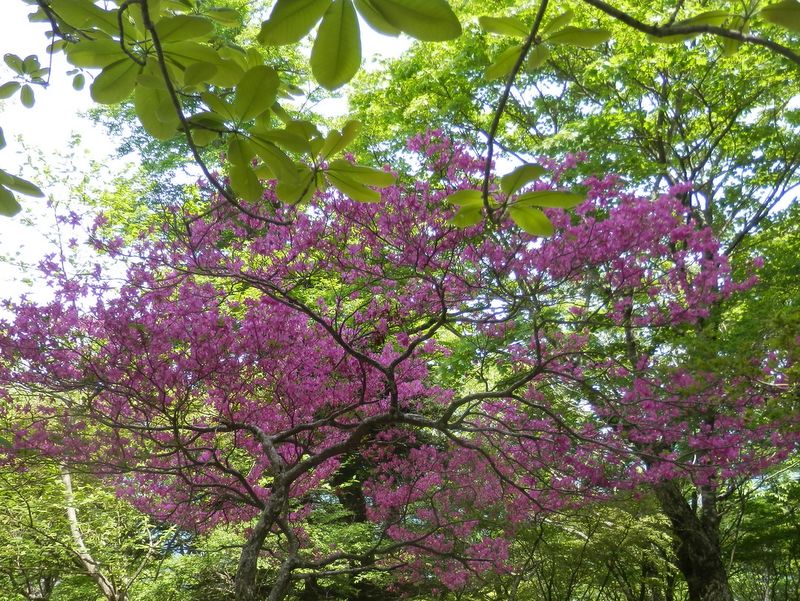 ホオノキの新緑も