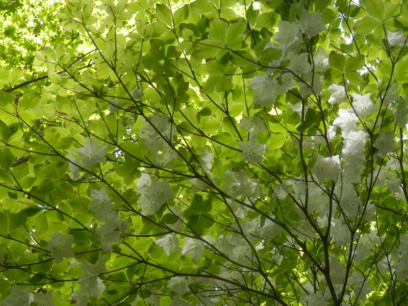 丹沢三峰 -- 絵のような一枚