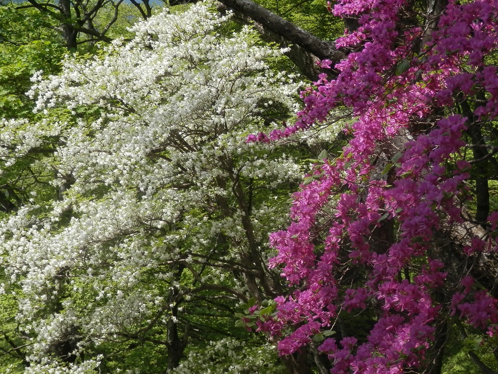 丹沢三峰 -- かがやきの季節