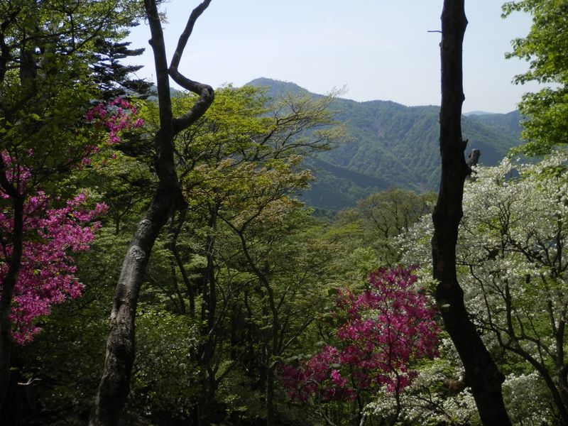 円山木ノ頭付近より、蛭ヶ岳を望む