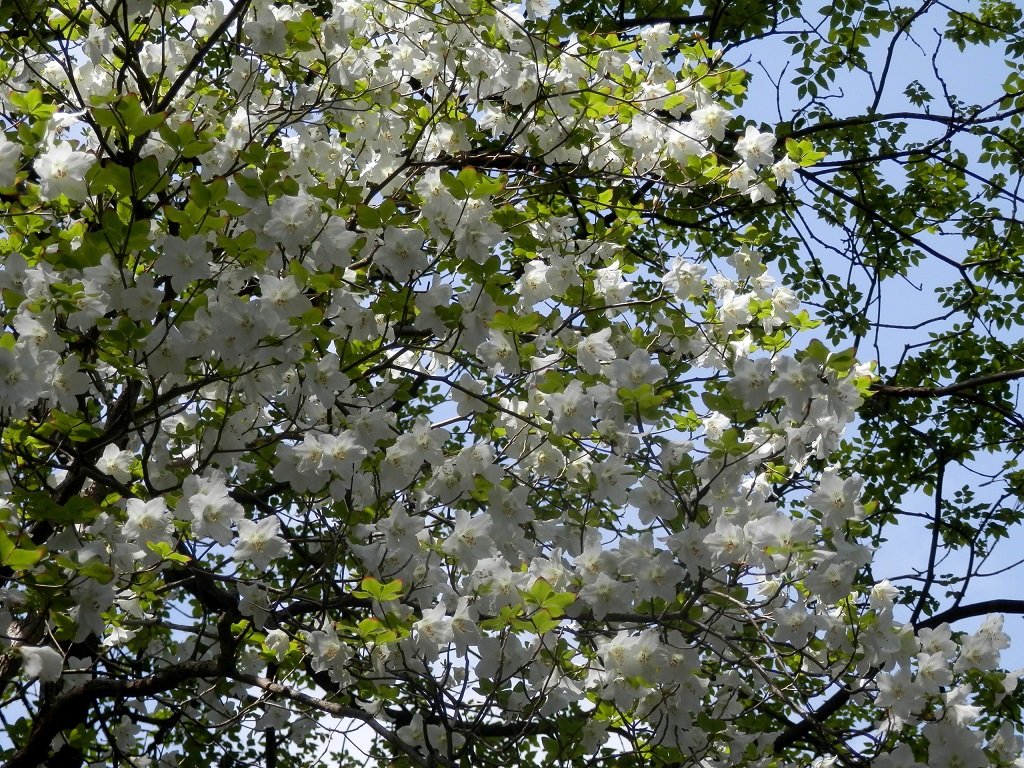 丹沢三峰 -- やはり背景は、青空が似合う