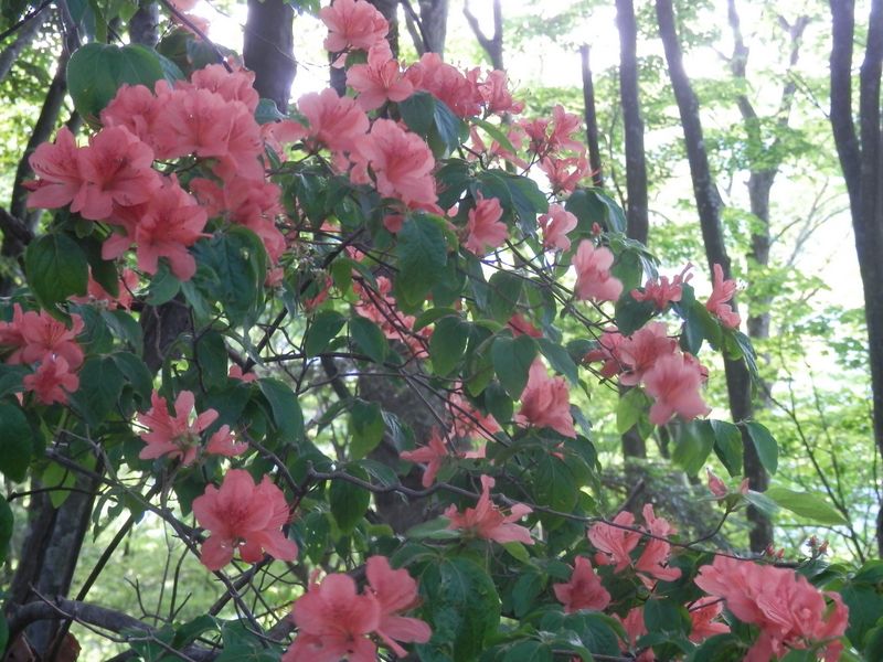 優しい色のヤマツツジ