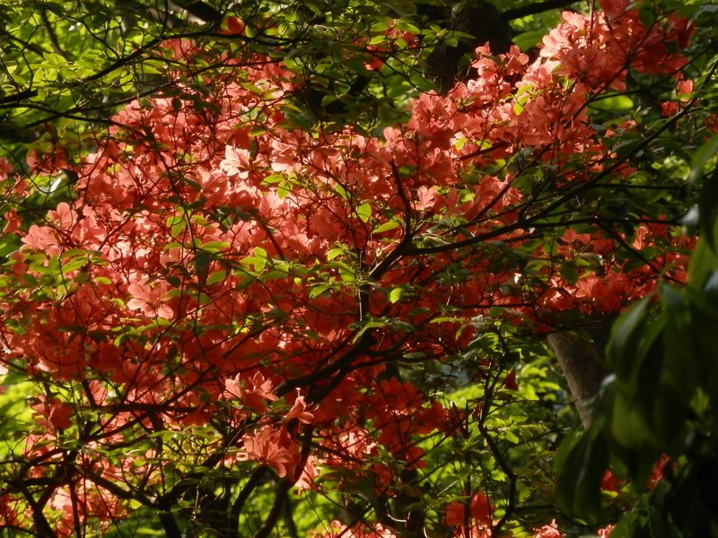西日を受けて、燃え上がるヤマツツジ