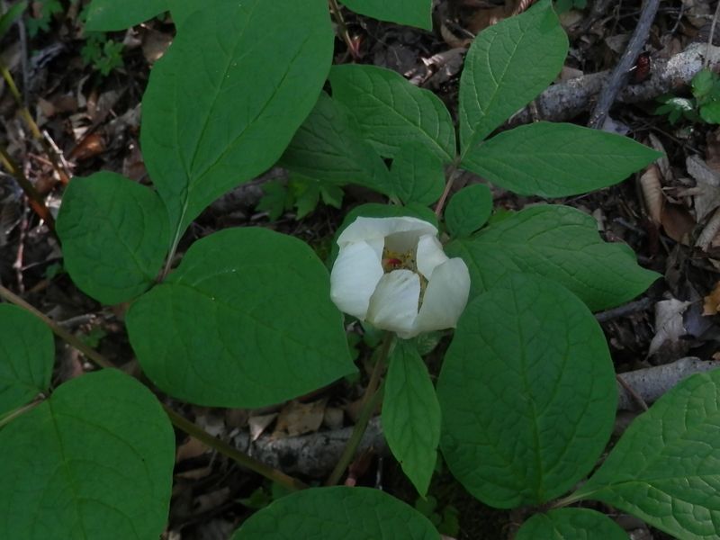 秘密の花園に咲く