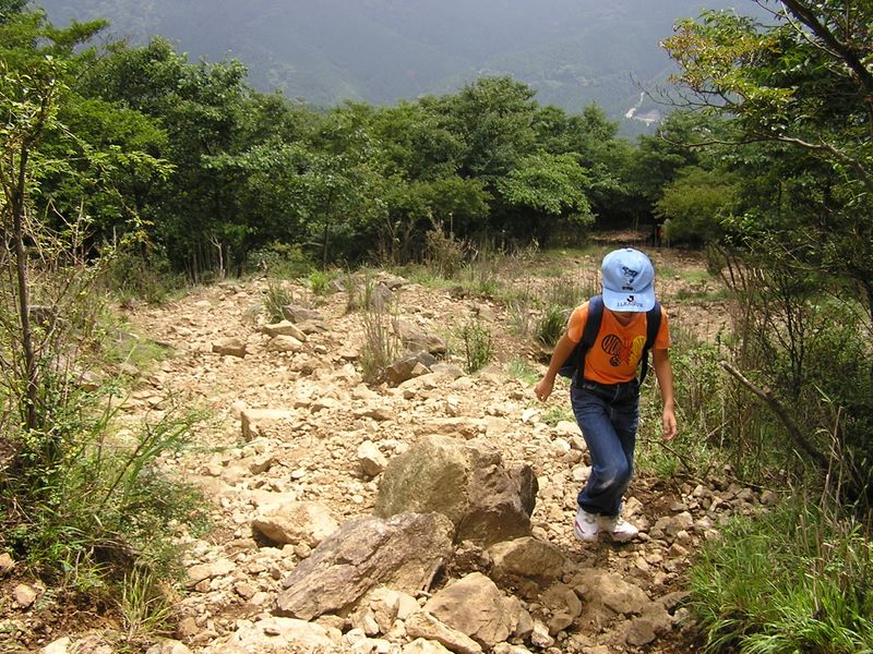 丹沢表尾根 -- 背の低い潅木