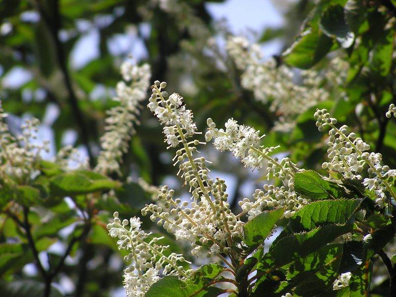 丹沢表尾根 -- まぶしいリョウブ