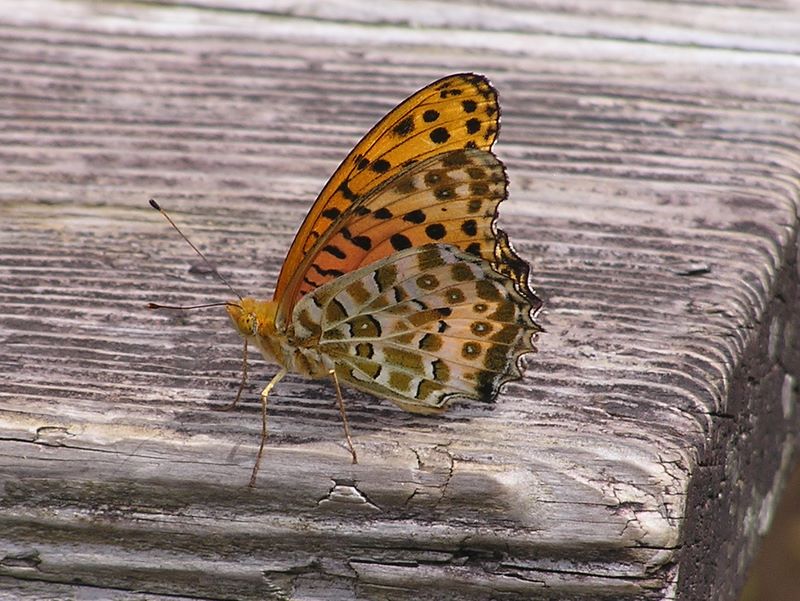丹沢表尾根 -- 二ノ塔で　ツマグロヒョウモン♂