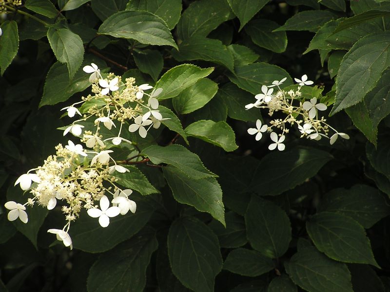 丹沢表尾根 -- ツルアジサイかな？