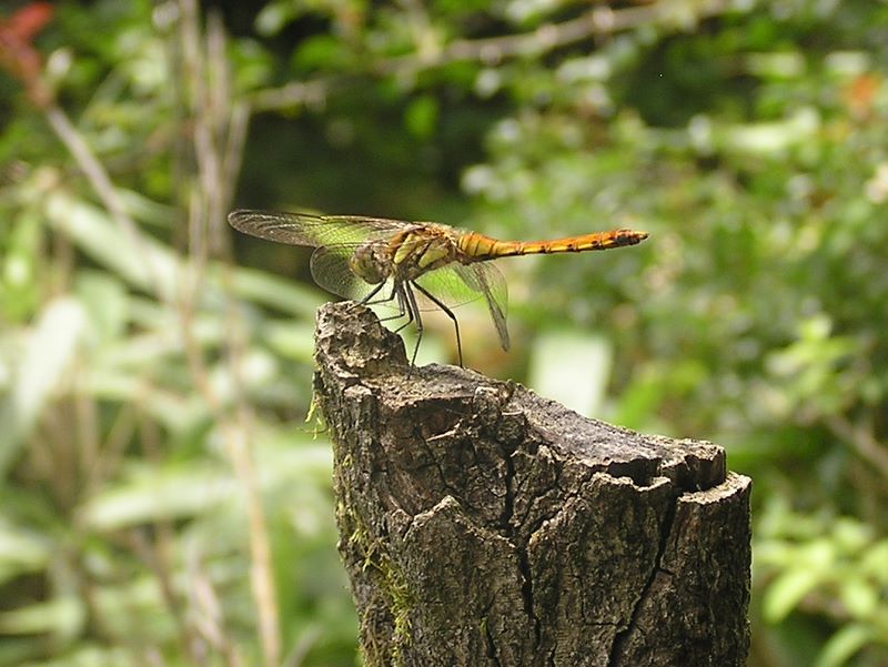 丹沢表尾根 -- アキアカネ