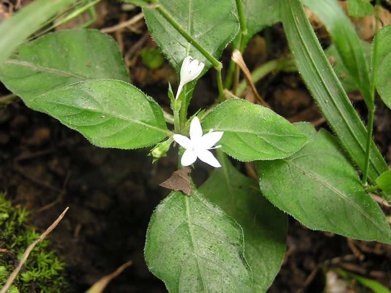 丹沢表尾根 -- シロバナイナモリソウかな？