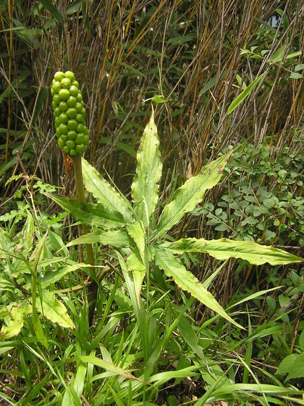 丹沢表尾根 -- マムシグサの実かな？