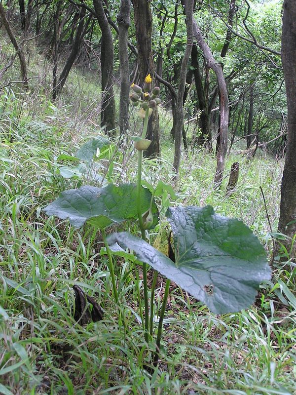 丹沢表尾根 -- マルバダケブキ