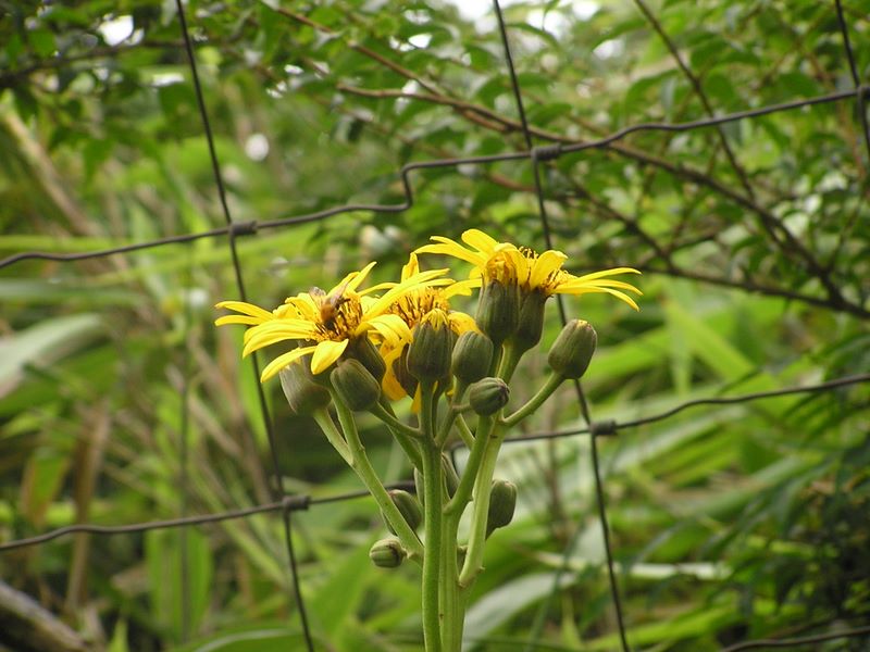 丹沢表尾根 -- シカの食害を防ぐ金網の柵