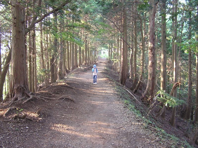 丹沢大倉尾根 -- 平坦な路でほっと一息