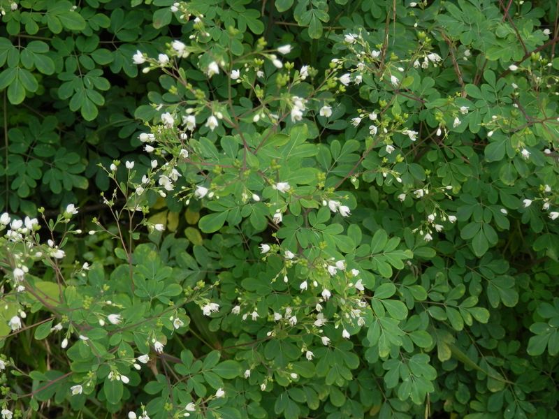 マツカゼソウが多いなあ