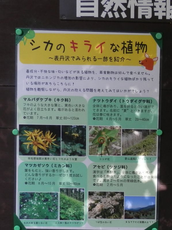 シカのきらいな植物