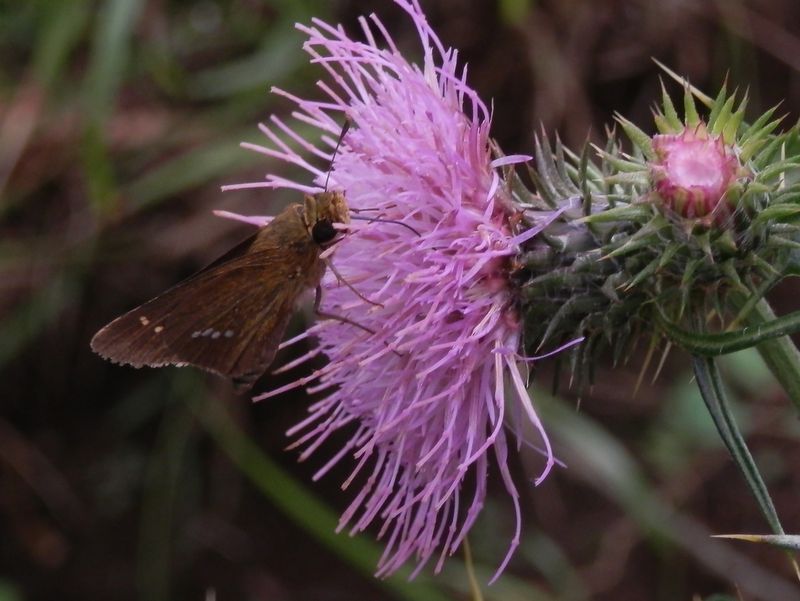 イチモンジセセリとトネアザミ