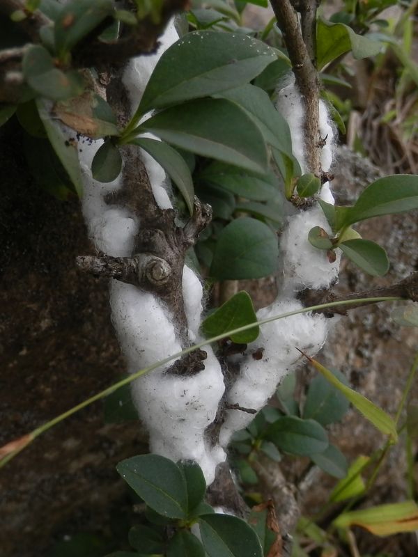 何これ？　カエルの卵？