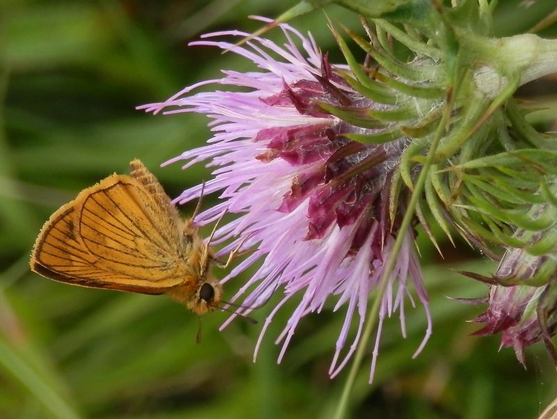 ヒメキマダラセセリかな