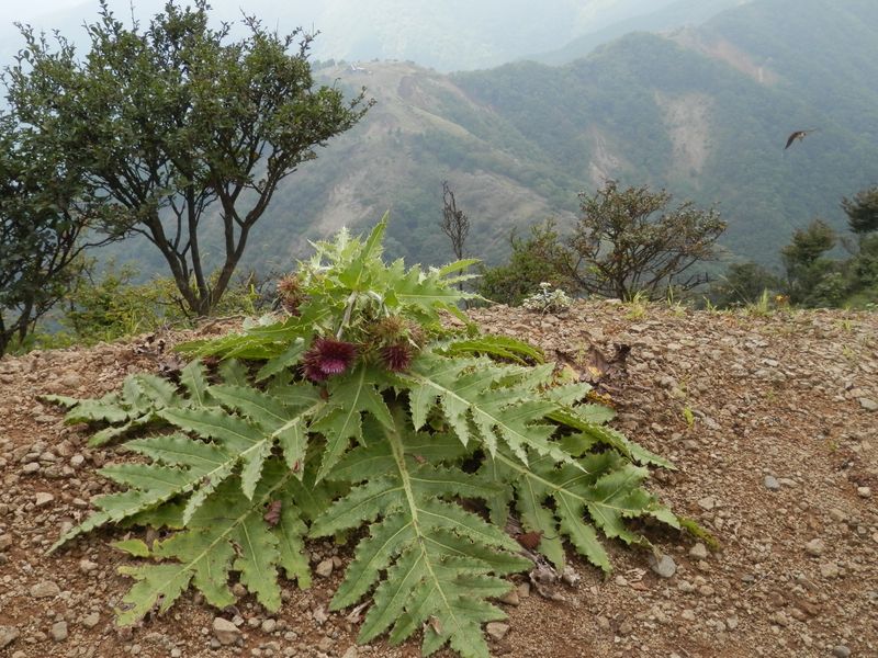 フジアザミの咲き始め