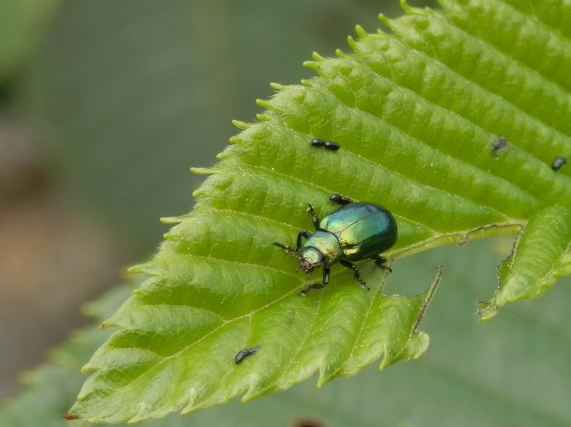 とても小さなコガネムシ
