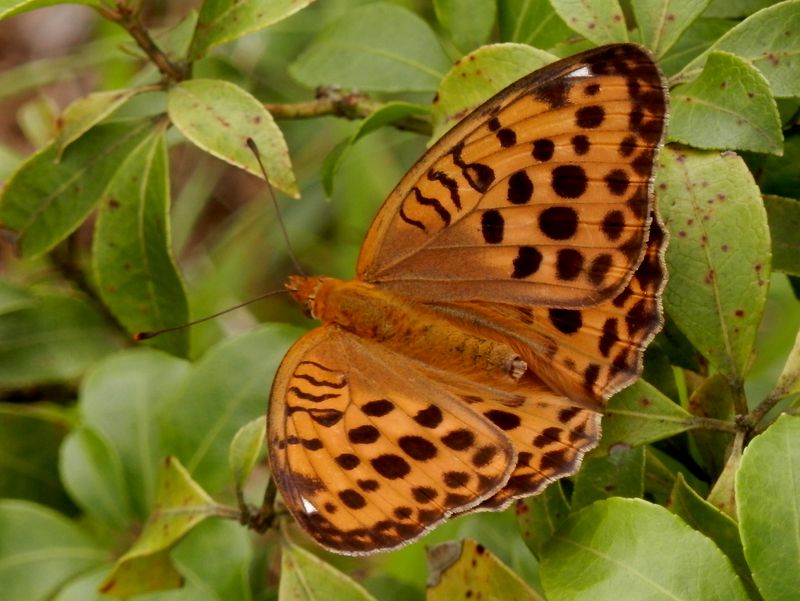 ウラギンスジヒョウモン♀