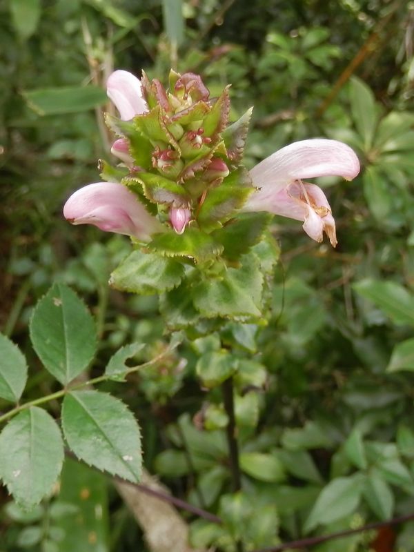 ハンカイシオガマ